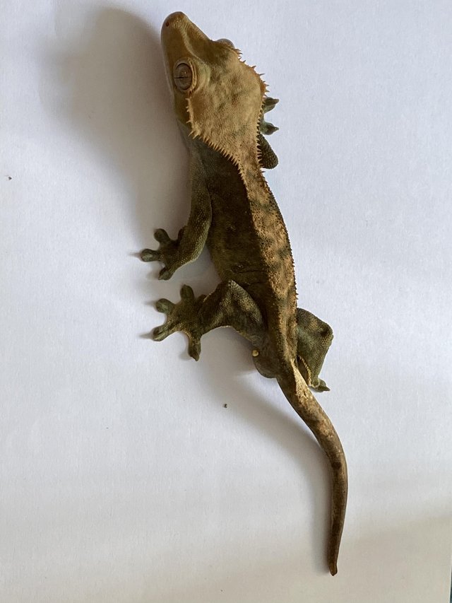 Preview of the first image of Juvenile male crested geckos for sale.