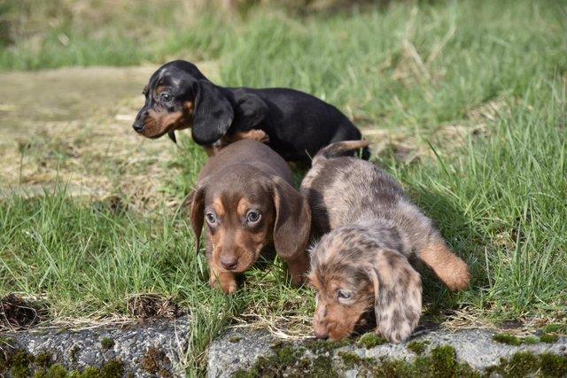 Adorable dachshund puppies looking new home for sale in Tarleton, Lancashire - Image 2