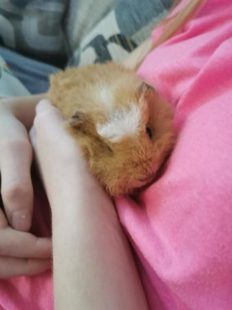 Image 2 of 2 male teddy guinea pigs