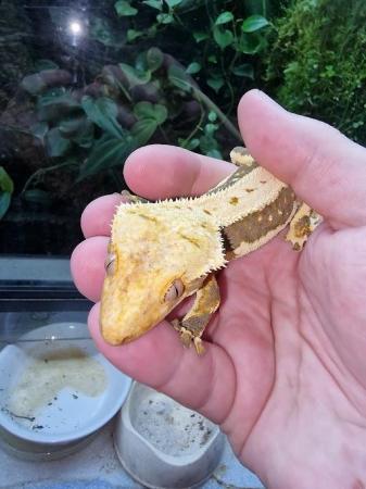Image 4 of Crested Gecko Male tri colour lillywhite