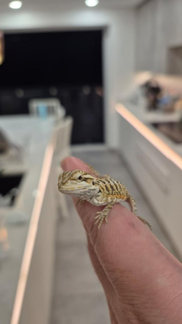 Friendly Bearded Dragon Babies — photo 4 of 4