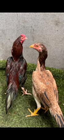 Image 1 of Raza aseel pair for sale