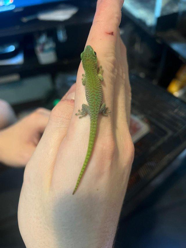 Preview of the first image of Giant day gecko babies, multiple available.