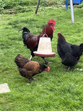 Image 2 of Black French copper marans roaster