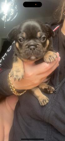 Image 11 of Beautiful French bulldog puppies ready to leave