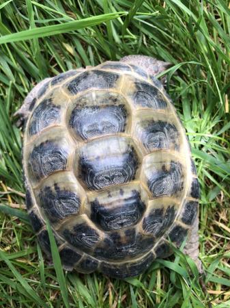 Image 5 of Horsefield tortoise 6 year old male for sale