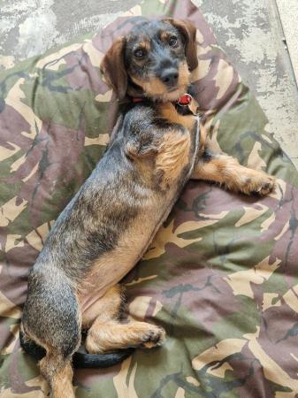 Image 3 of Miniature dachshund female pup
