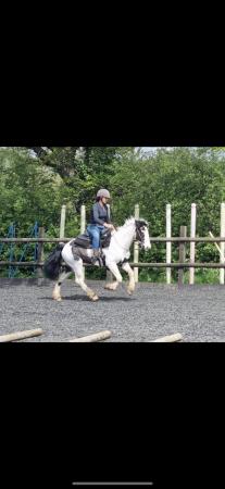 Image 1 of Beautiful pony for sale