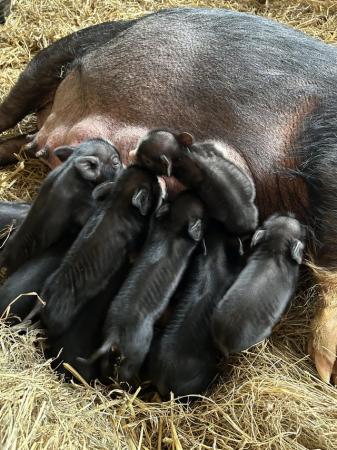 Image 2 of Kune Kune piglets males and females available