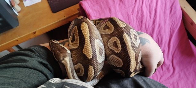 Image 4 of Female Mojave and a Male Lesser Mojave both for £150