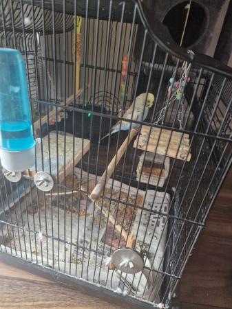 Image 4 of Budgie and a cage for sale.