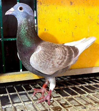 Image 2 of Young racing pigeons for sale