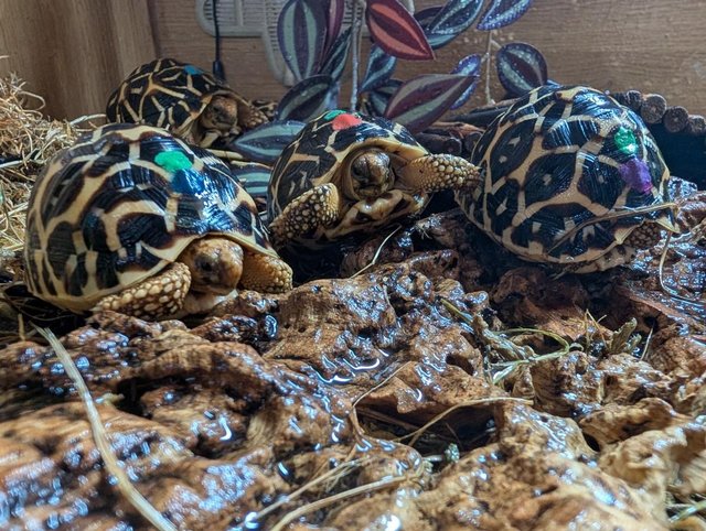 Indian Star Tortoises CB25