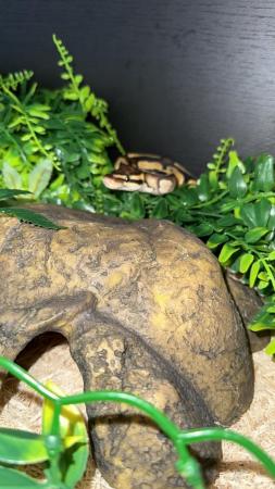 Image 3 of Pastel royal pythons for sale