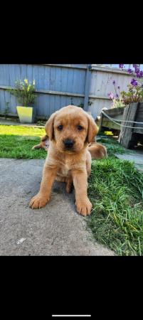Image 7 of Last boy available Fox red labrador puppies