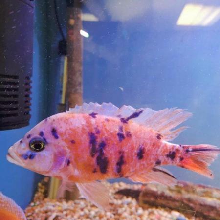 Image 10 of Large Selection of African Cichlids
