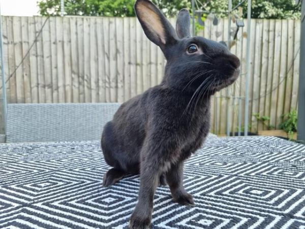Image 4 of Handsome bunny looking for a new home.