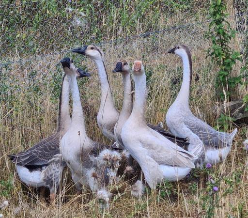 Image 3 of Chinese geese hatching eggs for sale