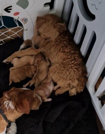 Image 4 of Lakeland Terrier Puppies For Sale