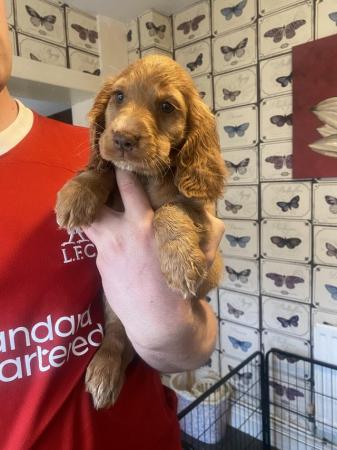 Image 14 of 1 left! Gorgeous Cocker spaniel puppies ready now.