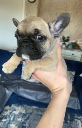 Image 6 of French bulldog puppies for sale