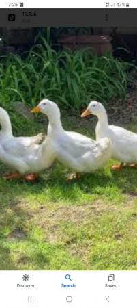 Image 2 of Ducks for sale 20 each male and female