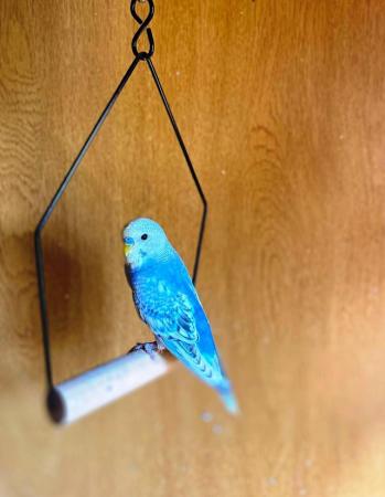 Image 1 of Quality budgies in excellent condition ready for sale now