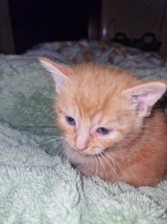 Image 2 of 9wk Gorgeous Ginger Kittens - just 2 left