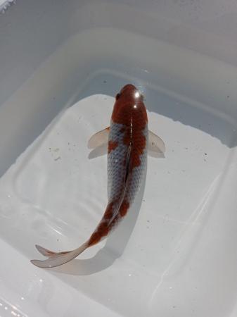 Image 5 of Koi fish       (around 6 Inch)