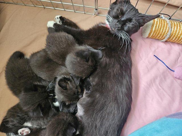 Preview of the first image of Female Kittens Looking For Loving Homes.