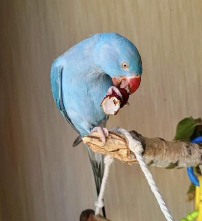 Image 3 of Baby tamed bluering neck talking parrot