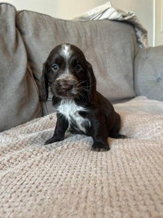 Image 9 of Chocolate and gold cocker spaniel puppies