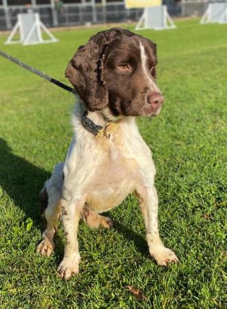 Image 1 of WANTED Springer Spaniels