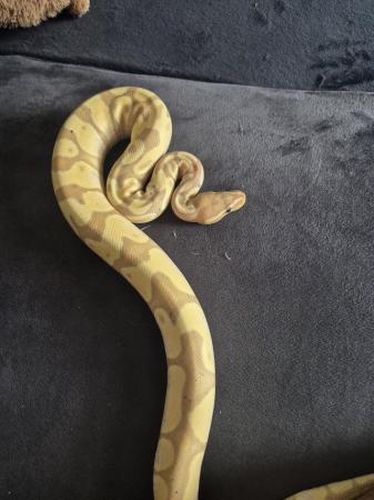 Image 5 of Royal python for sale multi gene