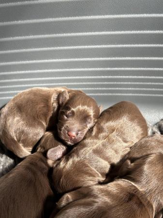 Image 1 of KC registered working cocker spaniels READY NOW!