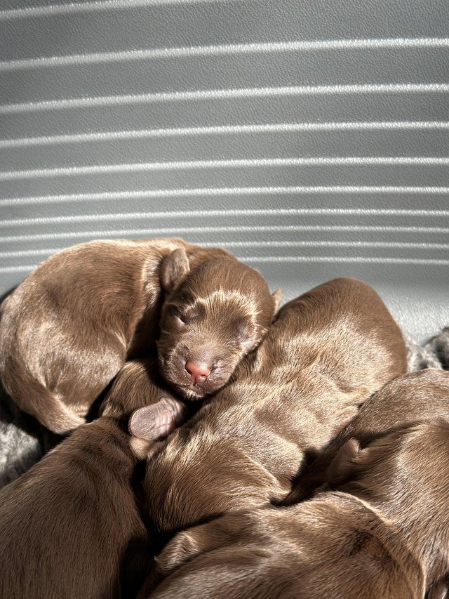 Preview of the first image of KC registered working cocker spaniels READY NOW!.