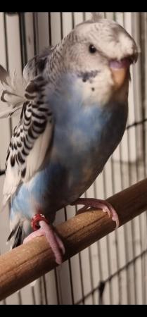 Image 3 of 4 month old helicopter male budgie