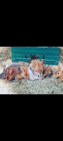 Image 1 of Selectionof rabbits, rodents and Guinea pigs