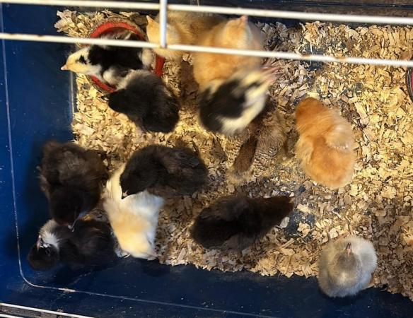 Image 2 of Chicks and hatching eggs for sale-also cocks and hens