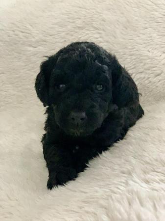 Image 9 of Stunning Five Star F2 Cockerpoo Pups - Or Sensible Offers