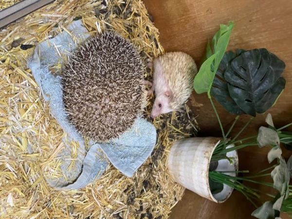 Image 1 of African pigmy Hedgehogs  x 2