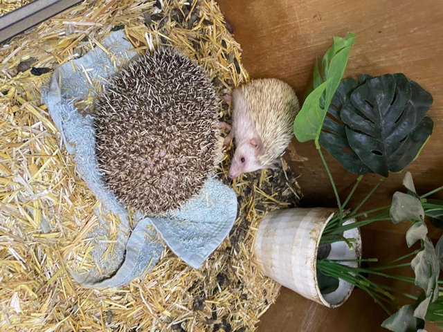 Preview of the first image of African pigmy Hedgehogs  x 2.