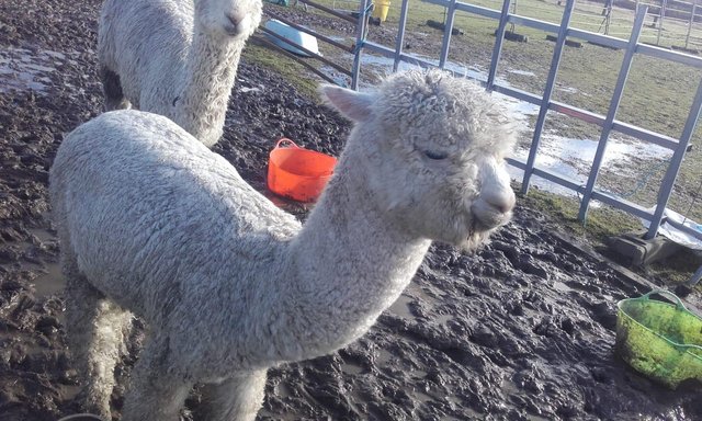 Image 3 of 8 month old alpaca for sale. Hycaya