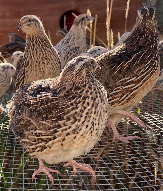 Preview of the first image of Japanese quail (coturnix) hens at pol.