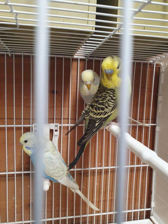 Preview of the first image of I have 6 4 month old budgies. Good healthy youngsters from g.