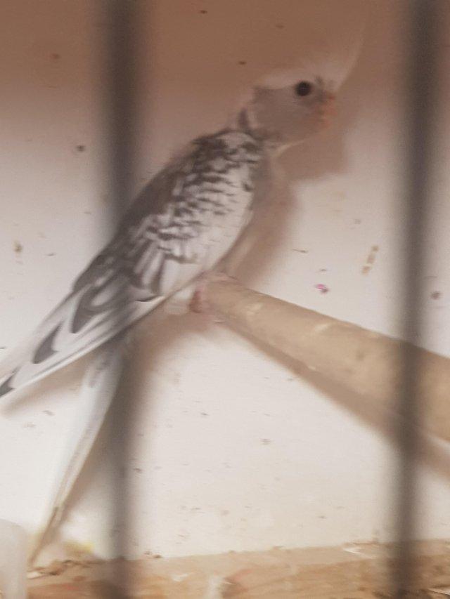 Preview of the first image of Female cockateilvery nice silver.