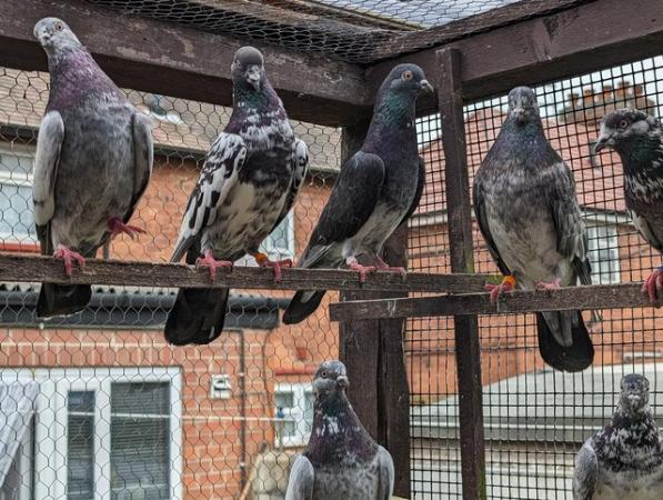 Image 5 of Pigeons for sale, have English Tripplers and Pakistani high
