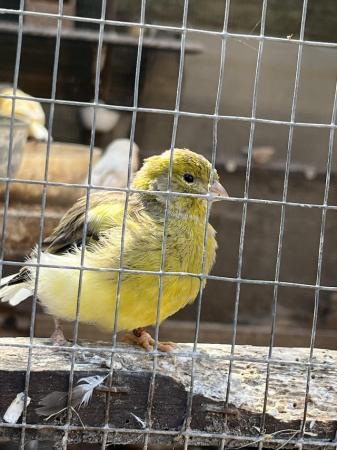 Image 3 of Avairy birds for sale due to Illness