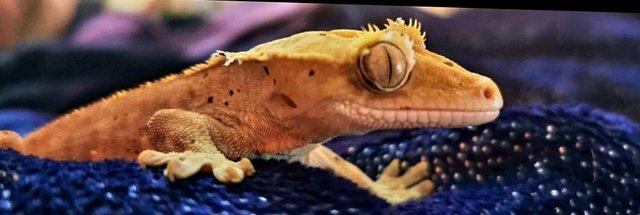 Image 5 of Crested gecko male, 5 years old