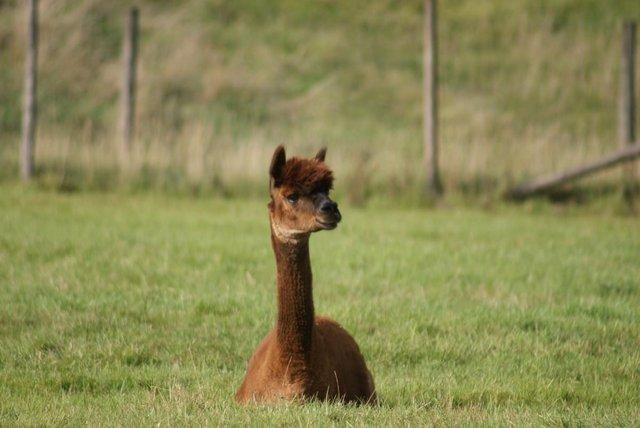 Image 8 of Alpaca Cirencester - to suit all budgets